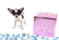 Marcos, a male Chihuahua for sale in Orlando, FL – Photo 1 of 8