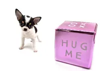 Marcos, a male Chihuahua for sale in Orlando, FL – Photo 7 of 8