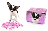 Marcos, a male Chihuahua for sale in Orlando, FL – Photo 6 of 8