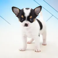 Marcos, a male Chihuahua for sale in Orlando, FL – Photo 1 of 3