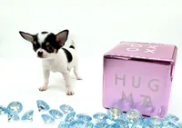 Marcos, a male Chihuahua for sale in Orlando, FL – Photo 8 of 8