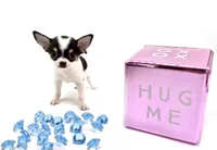 Marcos, a male Chihuahua for sale in Orlando, FL – Photo 5 of 8