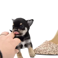 Layli, a female Chihuahua for sale in Orlando, FL – Photo 2 of 5