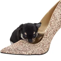 Layli, a female Chihuahua for sale in Orlando, FL – Photo 5 of 5