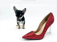 Layli, a female Chihuahua for sale in Orlando, FL – Photo 7 of 7