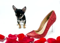 Layli, a female Chihuahua for sale in Orlando, FL – Photo 1 of 7