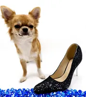 ThomasV, a male Chihuahua for sale in Orlando, FL – 6 of 6