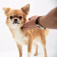 ThomasV, a male Chihuahua for sale in Orlando, FL – Photo 1 of 5