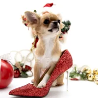 ThomasV, a male Chihuahua for sale in Orlando, FL – Photo 3 of 5