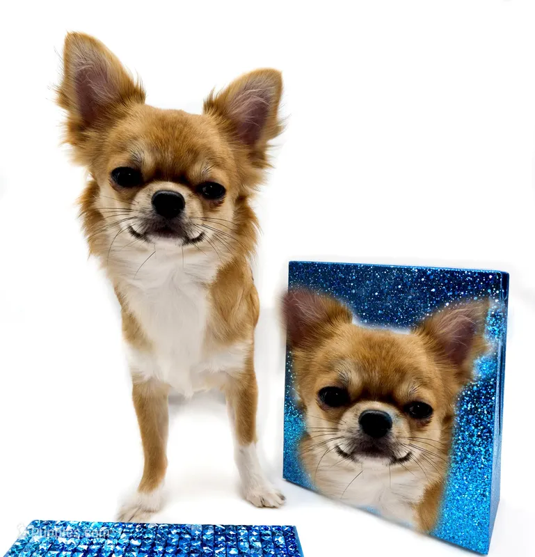 ThomasV – Chihuahua puppy for sale in Orlando, FL