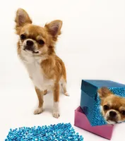 ThomasV, a male Chihuahua for sale in Orlando, FL – 2 of 6