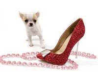 Pearl, a female Chihuahua for sale in Orlando, FL – Photo 9 of 10