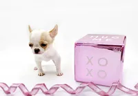 Pearl, a female Chihuahua for sale in Orlando, FL – Photo 3 of 10