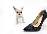 Pearl, a female Chihuahua for sale in Orlando, FL – Photo 7 of 10