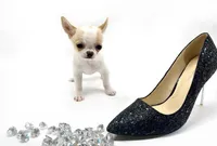 Pearl, a female Chihuahua for sale in Orlando, FL – Photo 1 of 10