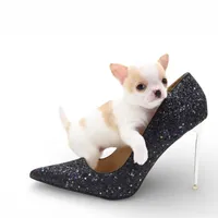 Pearl, a female Chihuahua for sale in Orlando, FL – Photo 5 of 10