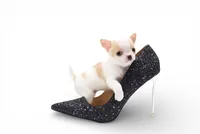 Pearl, a female Chihuahua for sale in Orlando, FL – Photo 2 of 4