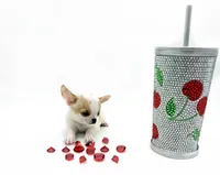 Pearl, a female Chihuahua for sale in Orlando, FL – Photo 10 of 10