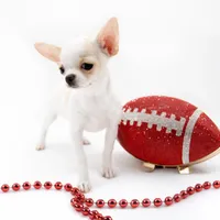 LAYLA, a female Chihuahua for sale in Orlando, FL – Photo 2 of 4