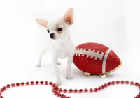 LAYLA, a female Chihuahua for sale in Orlando, FL – Photo 2 of 4