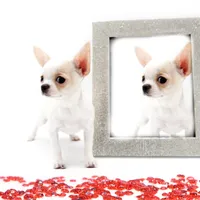 LAYLA, a female Chihuahua for sale in Orlando, FL – Photo 4 of 4