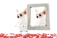 LAYLA, a female Chihuahua for sale in Orlando, FL – Photo 4 of 4