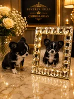Irla Micro Doll, a female Chihuahua for sale in Orlando, FL – 7 of 8