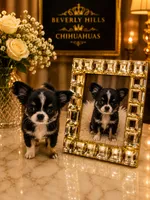 Irla Micro Doll, a female Chihuahua for sale in Orlando, FL – 5 of 8