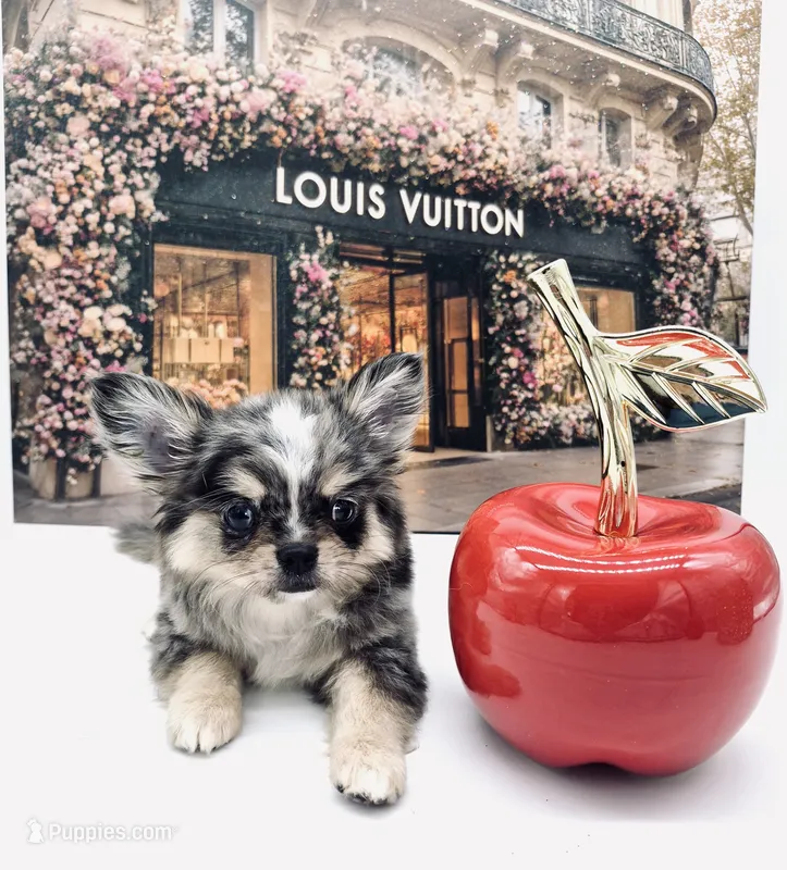 LV – Chihuahua puppy for sale in Orlando, FL