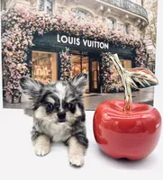 LV, a male Chihuahua for sale in Orlando, FL – 1 of 2