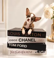 Romeo Chocolate Boy, a male Chihuahua for sale in Orlando, FL – 4 of 5