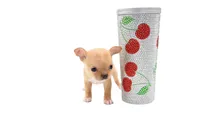 moira, a female Chihuahua for sale in Orlando, FL – Photo 6 of 7