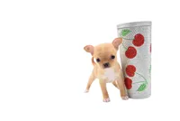 moira, a female Chihuahua for sale in Orlando, FL – Photo 3 of 7