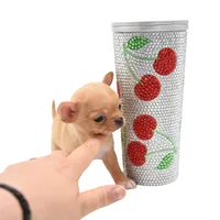 moira, a female Chihuahua for sale in Orlando, FL – Photo 5 of 7