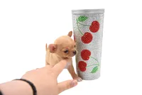 moira, a female Chihuahua for sale in Orlando, FL – Photo 5 of 7