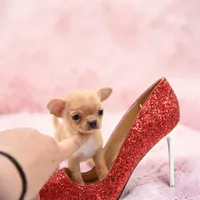 moira, a female Chihuahua for sale in Orlando, FL – Photo 1 of 7