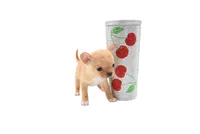 moira, a female Chihuahua for sale in Orlando, FL – Photo 2 of 7