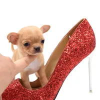 moira, a female Chihuahua for sale in Orlando, FL – Photo 7 of 7