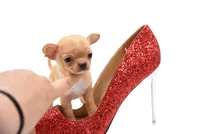 moira, a female Chihuahua for sale in Orlando, FL – Photo 7 of 7