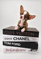 Romeo Chocolate Boy, a male Chihuahua for sale in Orlando, FL – 3 of 5