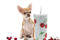 Missy, a female Chihuahua for sale in Orlando, FL – Photo 2 of 3