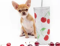 Missy, a female Chihuahua for sale in Orlando, FL – Photo 3 of 3