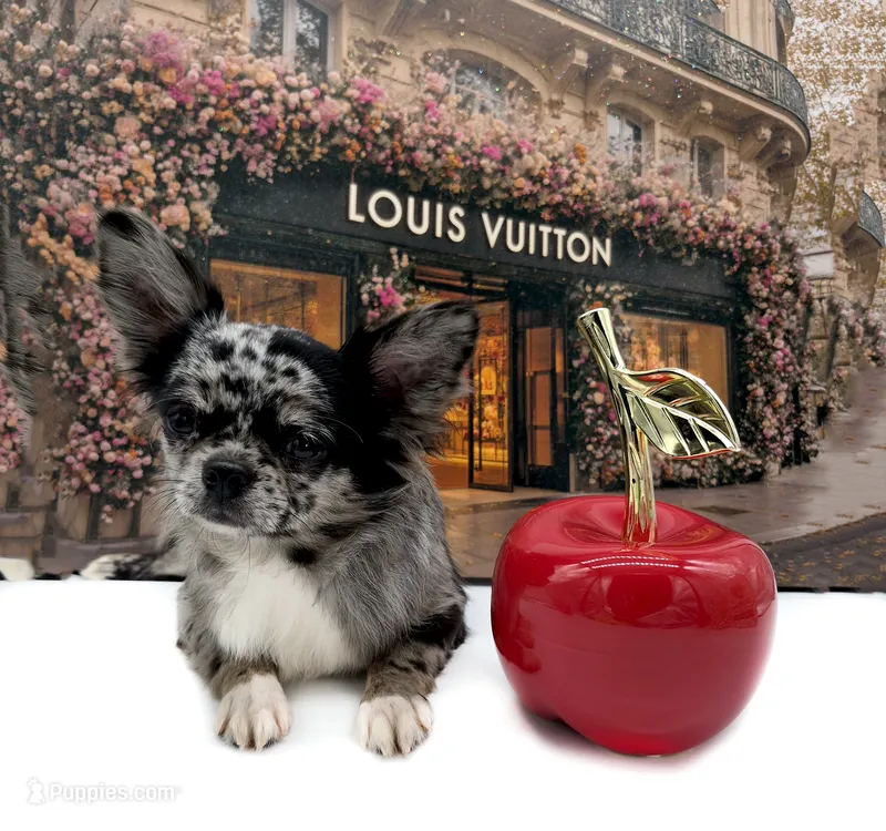 Mimia – Chihuahua puppy for sale in Orlando, FL