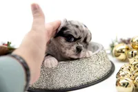 BubuL, a male Chihuahua for sale in Orlando, FL – Photo 5 of 10