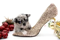 BubuL, a male Chihuahua for sale in Orlando, FL – Photo 8 of 10