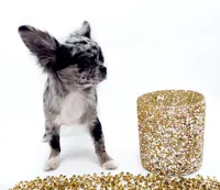 BubuL, a male Chihuahua for sale in Orlando, FL – 10 of 10