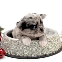 BubuL, a male Chihuahua for sale in Orlando, FL – Photo 4 of 7