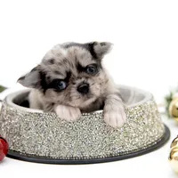 BubuL, a male Chihuahua for sale in Orlando, FL – Photo 6 of 7