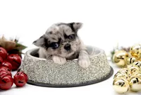 BubuL, a male Chihuahua for sale in Orlando, FL – Photo 7 of 10