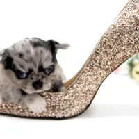 BubuL, a male Chihuahua for sale in Orlando, FL – Photo 5 of 7